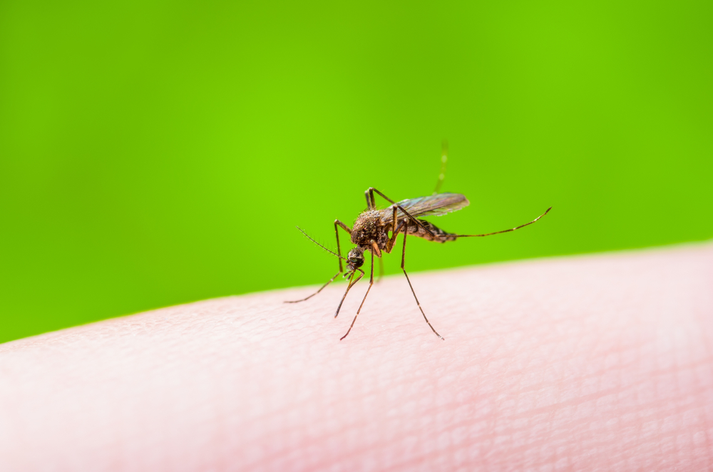 What Is Zika? - Superdrug Health Clinic